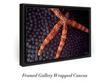 "Sea Star Coral"