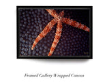 "Sea Star Coral"