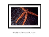 "Sea Star Coral"