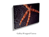 "Sea Star Coral"