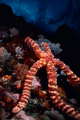 "Knobby Sea Star on Reef"