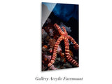 "Knobby Sea Star on Reef"