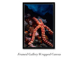 "Knobby Sea Star on Reef"