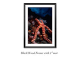 "Knobby Sea Star on Reef"