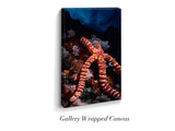 "Knobby Sea Star on Reef"