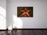 "Sea Star on Hard Coral"