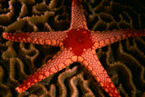 "Sea Star on Hard Coral"