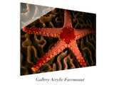 "Sea Star on Hard Coral"