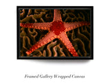 "Sea Star on Hard Coral"