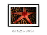 "Sea Star on Hard Coral"