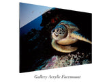 "Green Turtle"