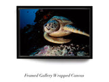 "Green Turtle"