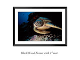 "Green Turtle"