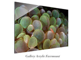 "Goby on Bubble Coral"