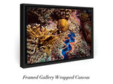 "Tridacna Clam"