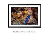 "Tridacna Clam"