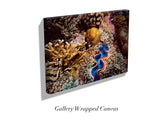 "Tridacna Clam"