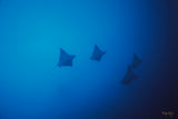 "Eagle Rays"