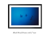 "Eagle Rays"