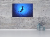 "Hammerhead Shark"