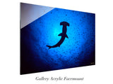 "Hammerhead Shark"