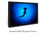 "Hammerhead Shark"