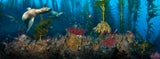"San Clemente Sea Lions" 18X48 Limited Edition  **SOLD**