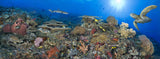 "South Point 2"  40X110 Limited Edition