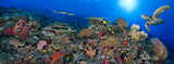 "South Point 2" 18X48    Exhibition Print Satin