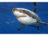 "Great white shark, Guadalupe"