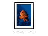 "Garibaldi" 20X30 Framed Fine Art Paper