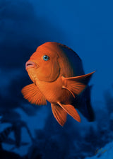 "Garibaldi" 20X30 Framed Fine Art Paper