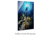 "Clownfish and Diver"