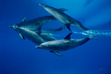 "Dolphin Reflections"