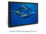 "Dolphin Reflections"