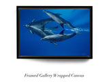"Dolphin Reflections"