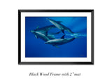 "Dolphin Reflections"