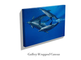 "Dolphin Reflections"