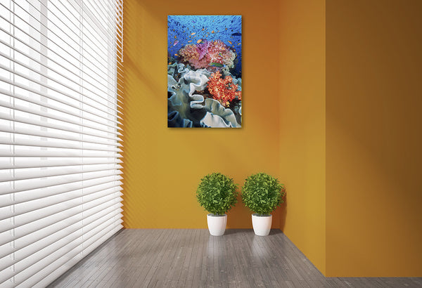 "Fiji Color"