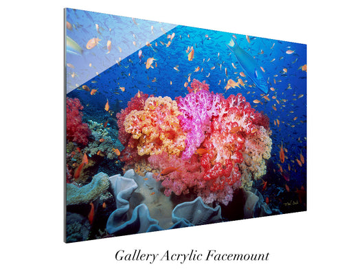 “Coral Reef Explosion