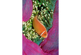 "Anemonefish Nestled In Anemone Tentacles"