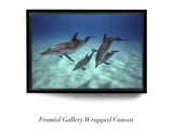 "Pod of Atlantic Spotted Dolphins"