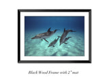 "Pod of Atlantic Spotted Dolphins"