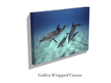 "Pod of Atlantic Spotted Dolphins"