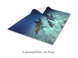 "Pod of Atlantic Spotted Dolphins"