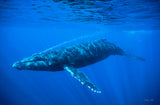 "Humpback Whale"