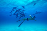 "Synchronized Swimmers"