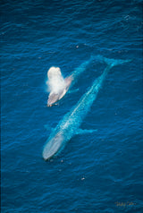 "Blue Whale and Calf"