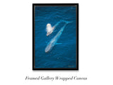 "Blue Whale and Calf"