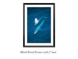 "Blue Whale and Calf"